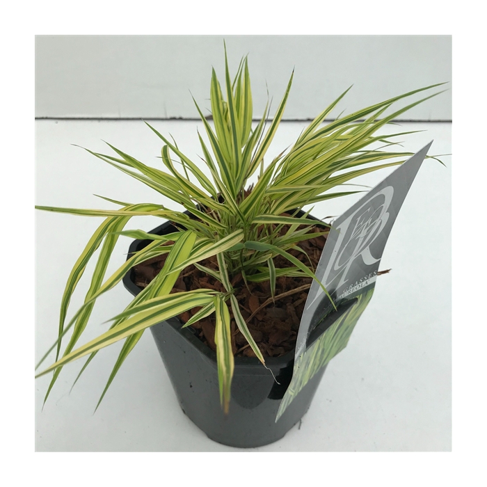 <h4>Hakonechloa macra 'Aureola'</h4>