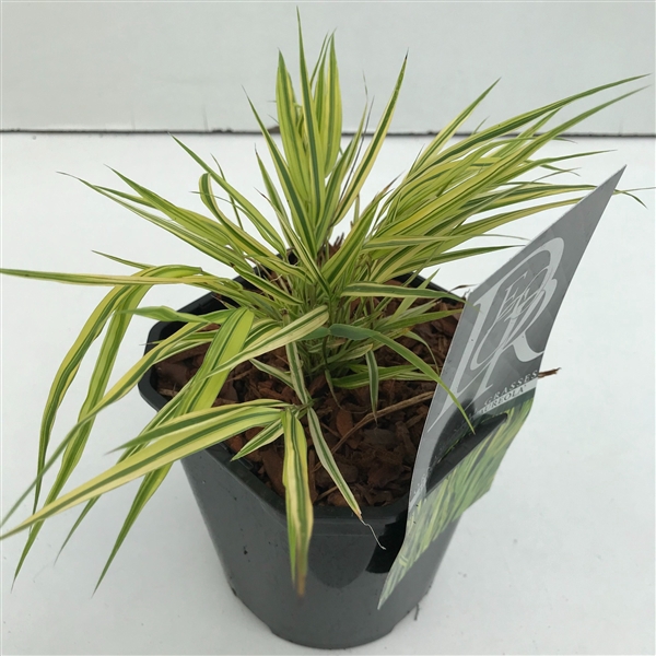 <h4>Graminées Hakonechloa 'Aureola'</h4>