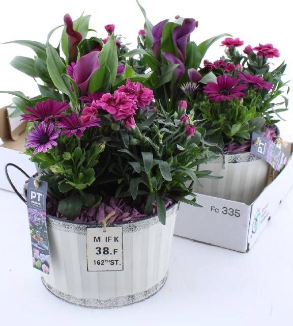 <h4>ARR TUINPLANTEN</h4>