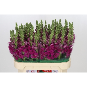 Antirrhinum majus Toulon Purple