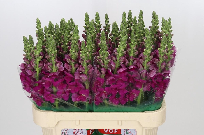 <h4>Antirrhinum majus Toulon Purple</h4>