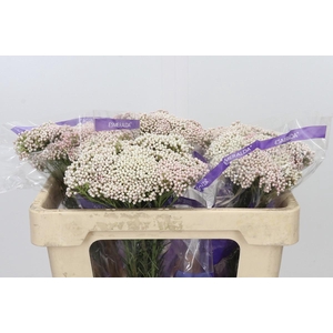 Ozothamnus Cooks Pink
