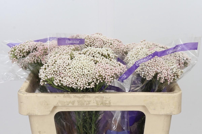 <h4>Ozothamnus Cooks Pink</h4>