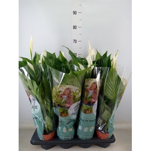 Spathiphyllum  'Sweet Ricardo'