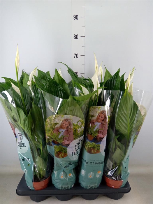<h4>Spathiphyllum  'Sweet Ricardo'</h4>