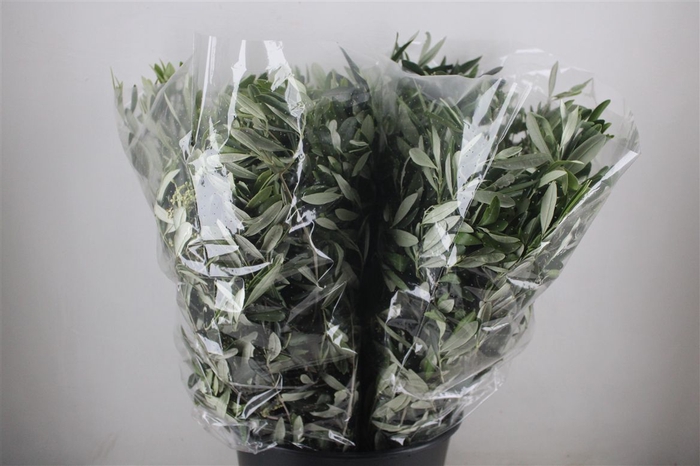 <h4>Olijf 200gr P Bunch</h4>