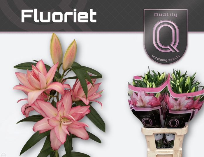 <h4>Lilium Oriental Grp dubbel Double Dutch Fluoriet</h4>