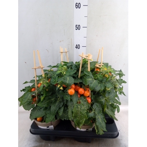 Solanum lycopersicum   ...
