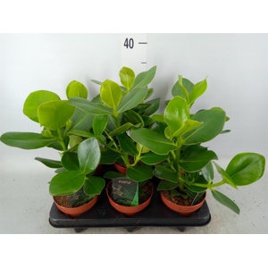 Clusia rosea 'Princess'