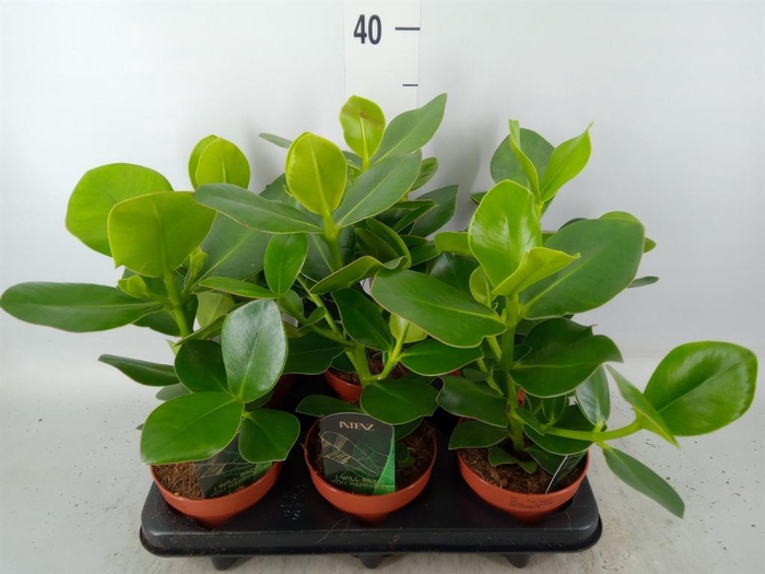 Clusia rosea 'Princess'