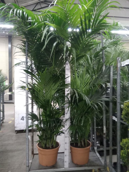 <h4>Howea forsteriana</h4>