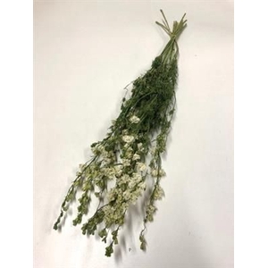 DROOG DELPHINIUM WIT