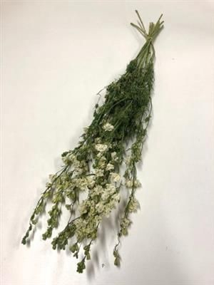 <h4>DROOG DELPHINIUM WIT</h4>