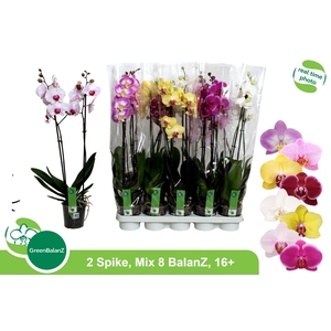PHAL GEM 8 KL