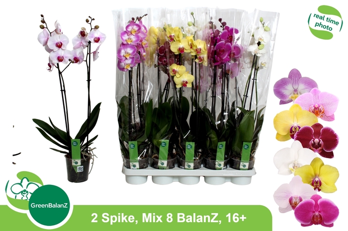 <h4>PHAL GEM 8 KL</h4>