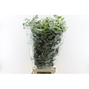 Euca Cinerea 400 Gram 100cm Extra