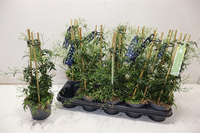 <h4>Jasm Polyanthum Wit</h4>