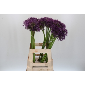 Allium Jackpot