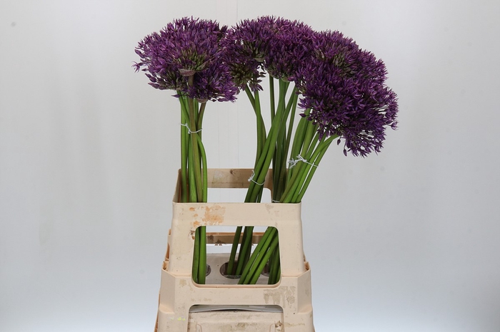Allium Jackpot