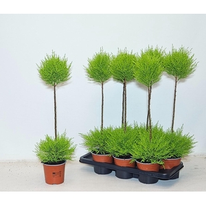 Cupressus Goldcrest Wilma 