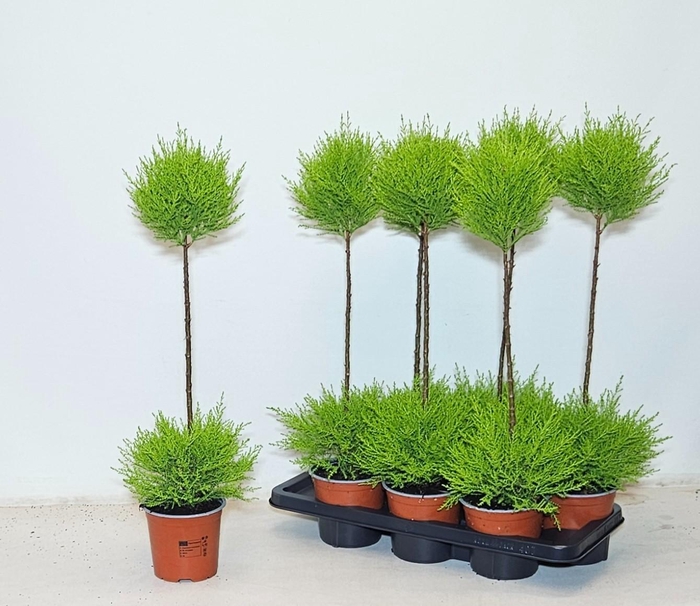 <h4>Cupressus Goldcrest Wilma "p14 duobol"</h4>
