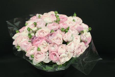 <h4>Cloni Super Nebbia</h4>