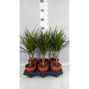Dracaena marg.