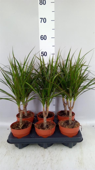 <h4>Dracaena marg.</h4>