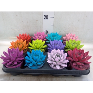 Echeveria  'Miranda'