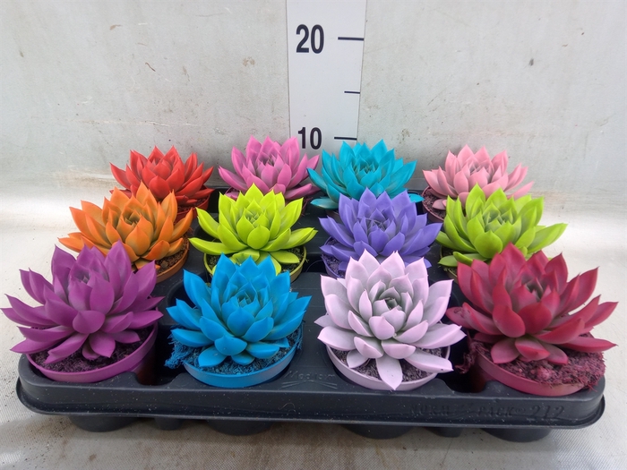 <h4>Echeveria  'Miranda'</h4>