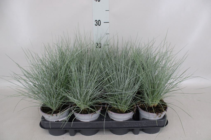 <h4>Festuca glauca</h4>