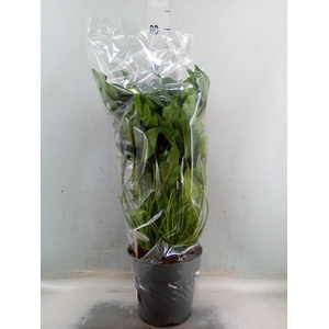 Philodendron  'Xanadu'