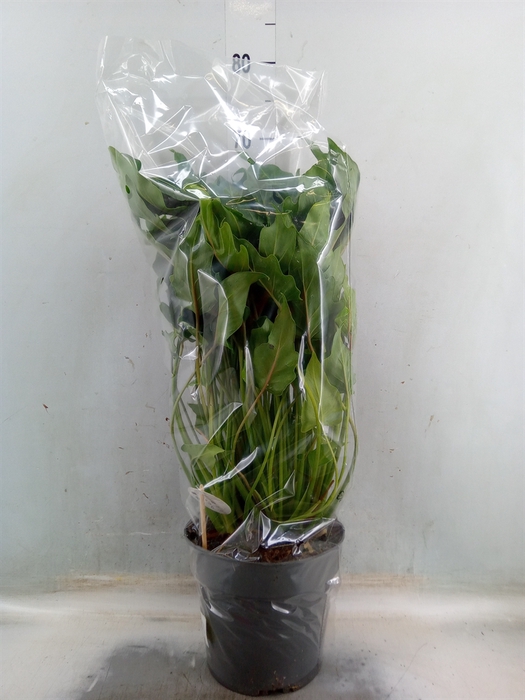 <h4>Philodendron  'Xanadu'</h4>