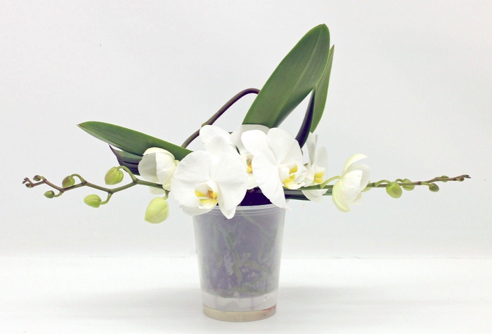 <h4>Table LOS GROEN WIT</h4>