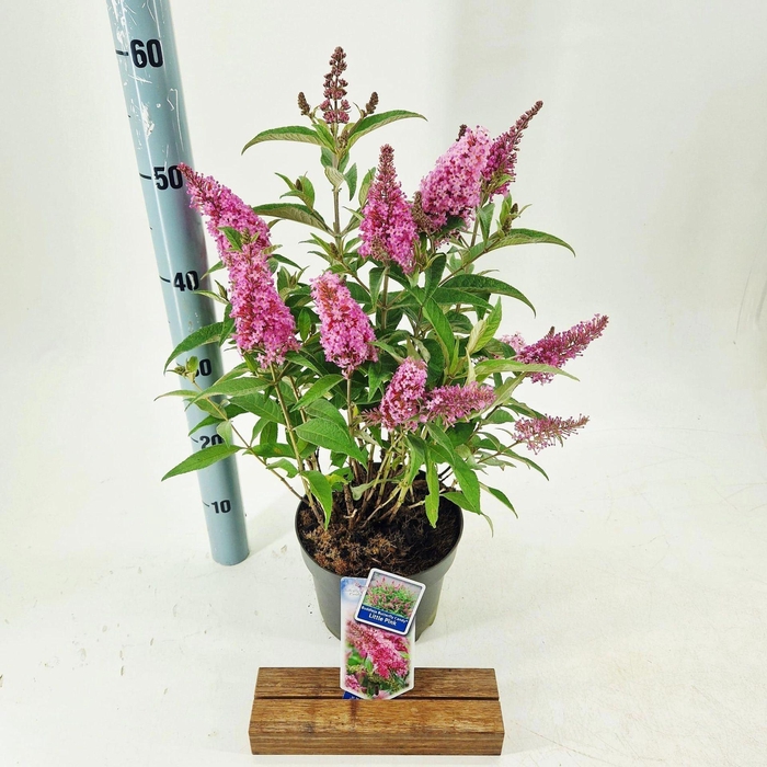 Buddleja Butterfly Candy Little Pin