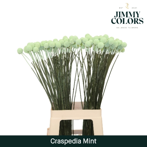 Craspedia L70 Mint Groen
