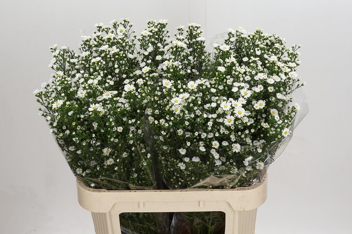 <h4>Aster Paquita</h4>