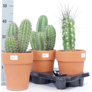 CACTUS OV