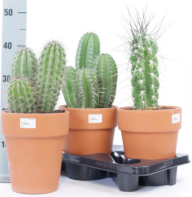 <h4>CACTUS OV</h4>