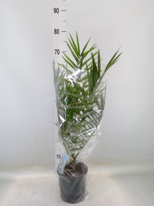 <h4>Phoenix canariensis</h4>