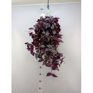 Tradescantia   ...