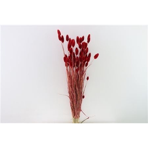 Dried Phalaris X5 Red Bunch