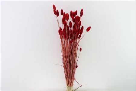 Dried Phalaris X5 Red Bunch