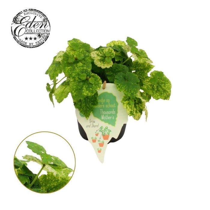 <h4>Tolmiea Menziesii 12cm</h4>