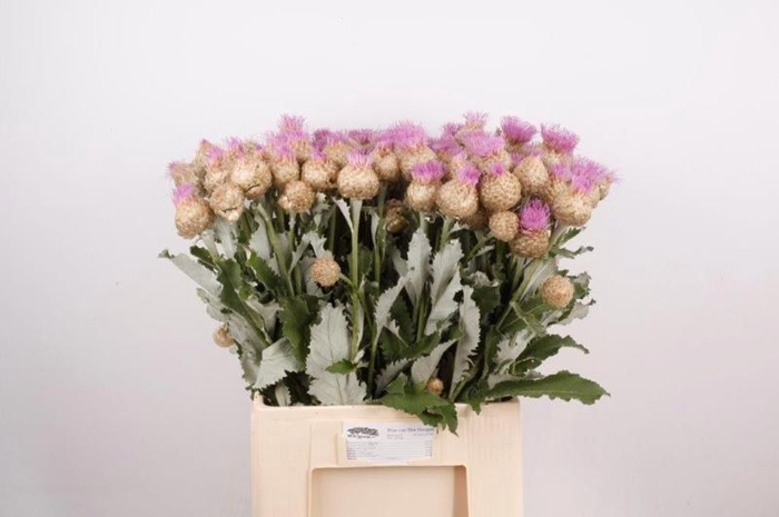 <h4>Centaurea Pulchra Major Wim Hoogen</h4>