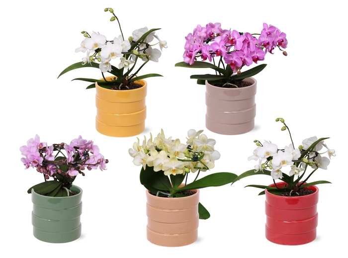 <h4>Phal. Multi vorm mix "Blossoming Beauty" in keramiek BGC011</h4>