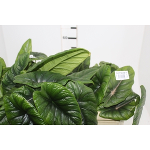 FOLHAGEM ALOCASIA BORNEENSIS 040 CM