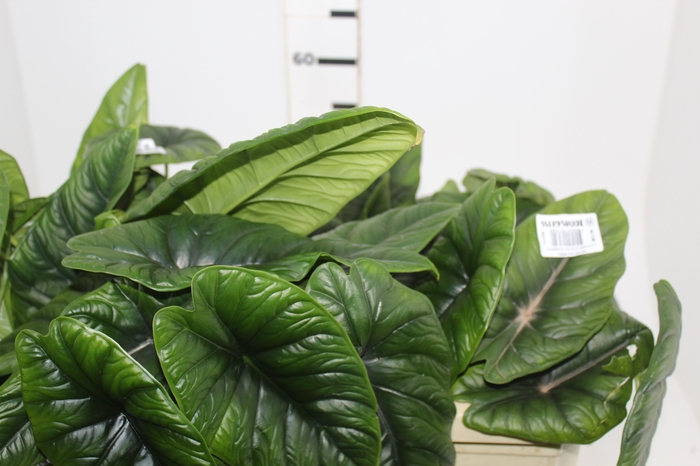 <h4>FOLHAGEM ALOCASIA BORNEENSIS 040 CM</h4>