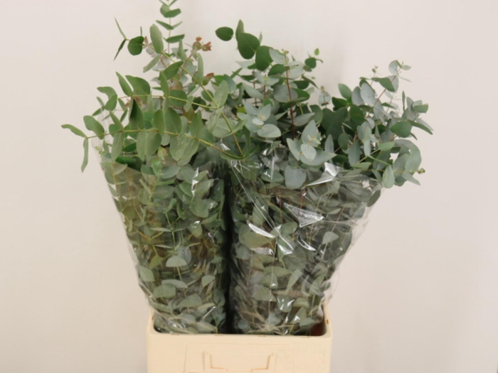 <h4>EUC CINEREA PER BOS</h4>