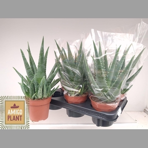ALOE VERA